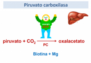 Piruvato carboxilasa .png