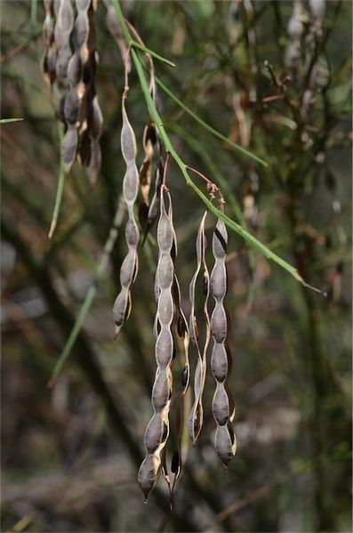 Archivo:Acacia extensa 3.jpg