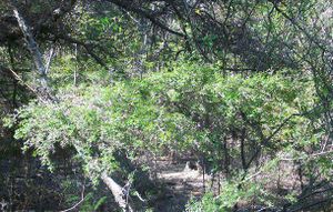 Acacia roigii .jpg