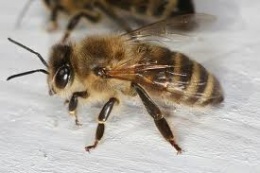 Apis mellifera cárnica.jpeg