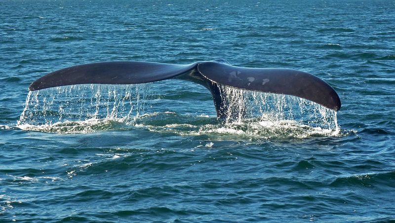 Archivo:Ballena11.jpg