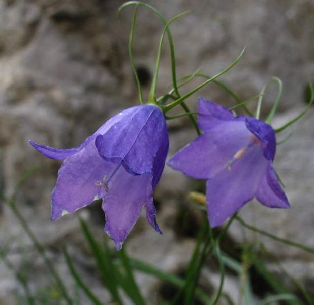 Archivo:Campanula carnica 1.jpg