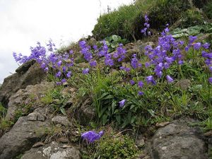Campanula collina.JPG