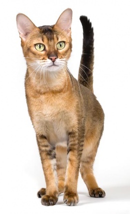 Chausie.JPG