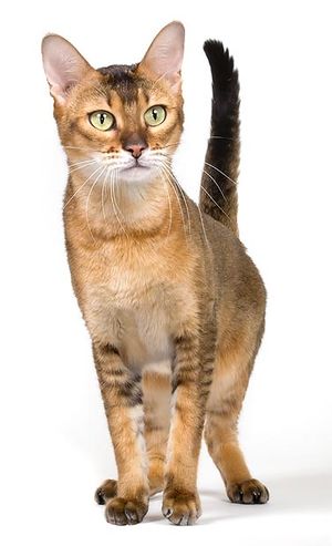 Chausie.JPG