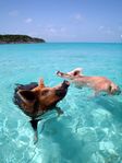 Content pig-beach-grand-bahama2.jpg