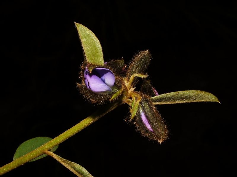 Archivo:Crotalaria occulta 2.jpg