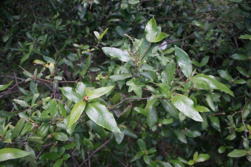 Archivo:Croton farinosus 1.jpg