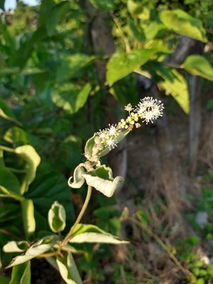 Croton lasiopetaloides.jpg