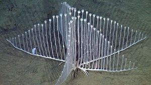 Esponja Arpa.jpg
