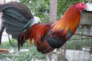 Gallo de pelea americano.jpg