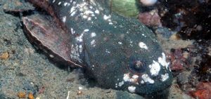 Harpagifer antarticus.jpg
