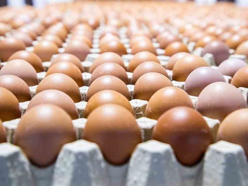 Archivo:Huevos de gallinas.jpg