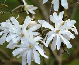 Magnolia Estrellada.jpg