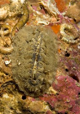 Acanthochitona crinita.jpg