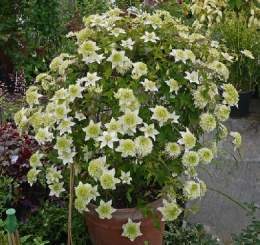 Clematis Florida.jpg