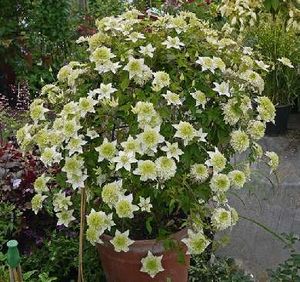Clematis Florida.jpg