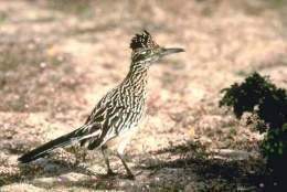 Correcaminos 2.jpg