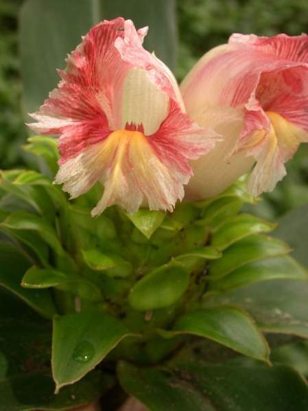 Archivo:Costus guanaiensis.jpg