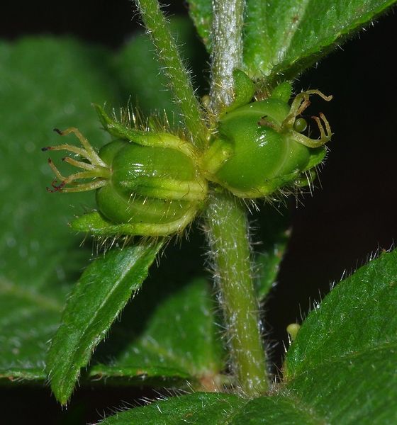 Archivo:Croton macradenis 2.jpg