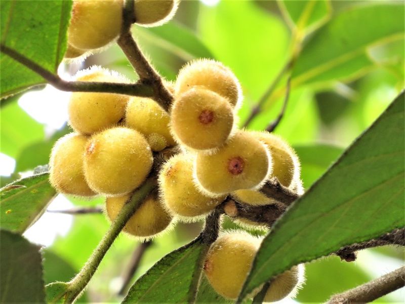 Archivo:Ficus brunneoaurata fruto.jpg