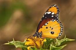 Mariposa tigre.jpg
