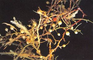 Sargassum natans.JPG