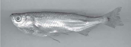 Triportheus-culter.png