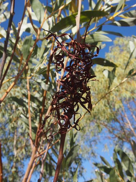 Archivo:Acacia elachantha 5.jpg