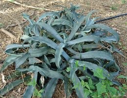 Agave gypsophila.jpg