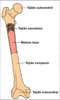 Estructura hueso.JPG