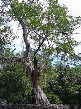 Ficus aurea.jpg
