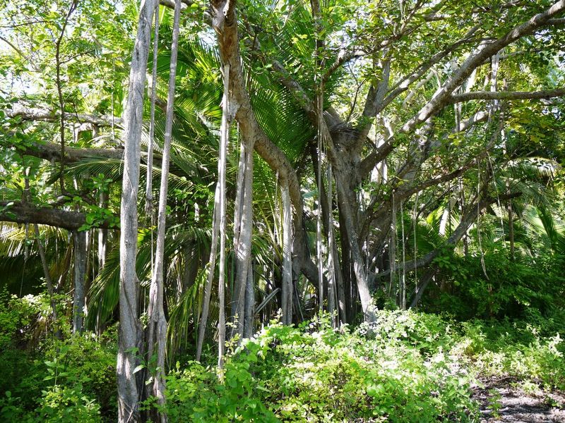 Archivo:Ficus grevei.jpg