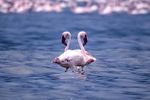 LagoBogoria2.jpg