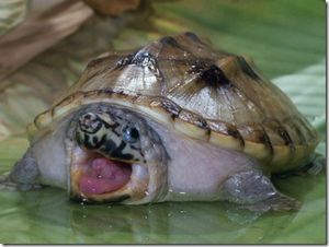 Staurotypus salvinii.JPG