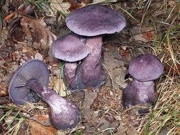 Violeta24.jpg
