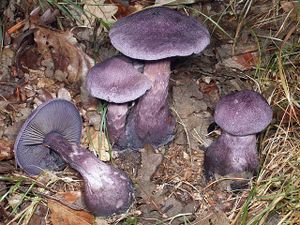 Violeta24.jpg