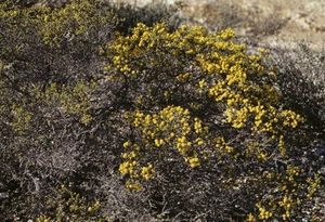 Acacia erioclada.jpg