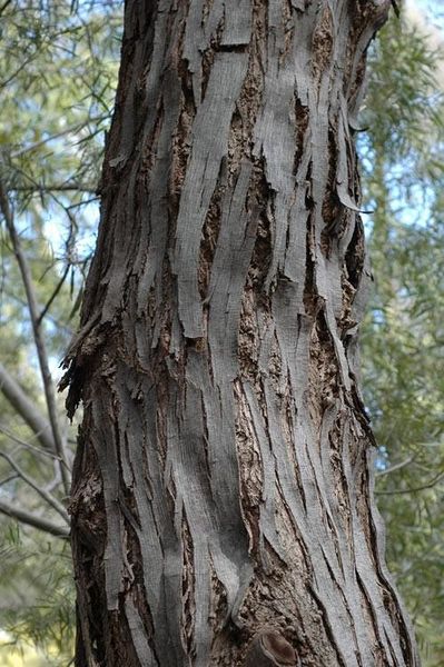 Archivo:Acacia floribunda 6.jpg