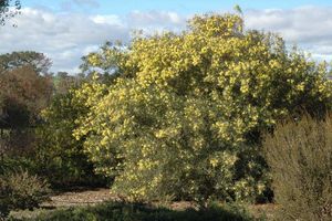 Acacia iteaphylla.jpg