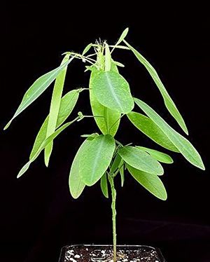 Desmodium Gyrans.jpg