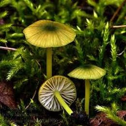 Entoloma incanumm.jpg