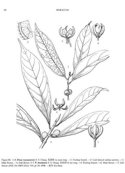 Archivo:Ficus ruyuanensis.jpg