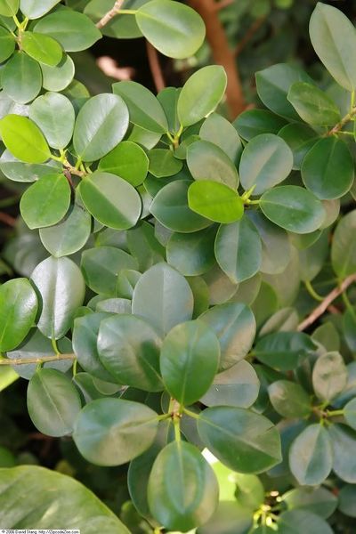 Archivo:Ficus thonningii 3.jpg