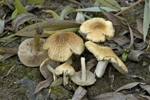 Inocybe fraudans.jpg