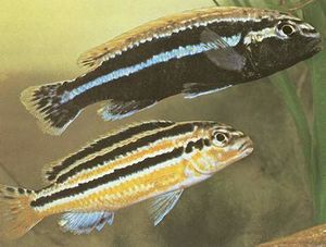 Melanochromis-auratus.jpg