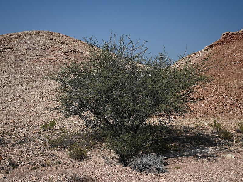 Archivo:Acacia ehrenbergiana 2.jpg