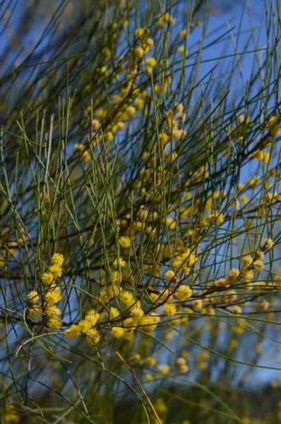 Archivo:Acacia juncifolia 2.jpg
