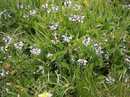 Astragalus alpinus.jpg