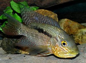Chaetobranchus-flavescens.jpg